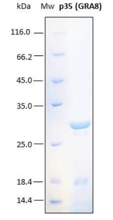 SDS-PAGE analysis (12%) of 2 μL of recombinant p35. Purity is approx. 95% as determined by gel electrophoresis. Band which slightly appear at approx. 16 kDa correspond to this same protein as it is showed in a western blot performed with a histag monoclonal antibody.